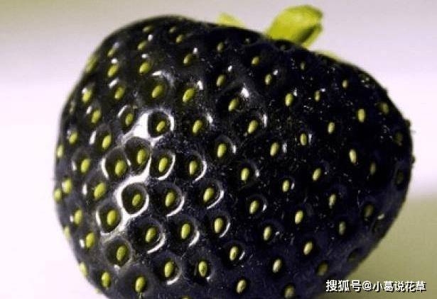 西游单机版苹果:这4种黑色水果，见过的人很少，如果你吃过3种，估计是土豪级别！