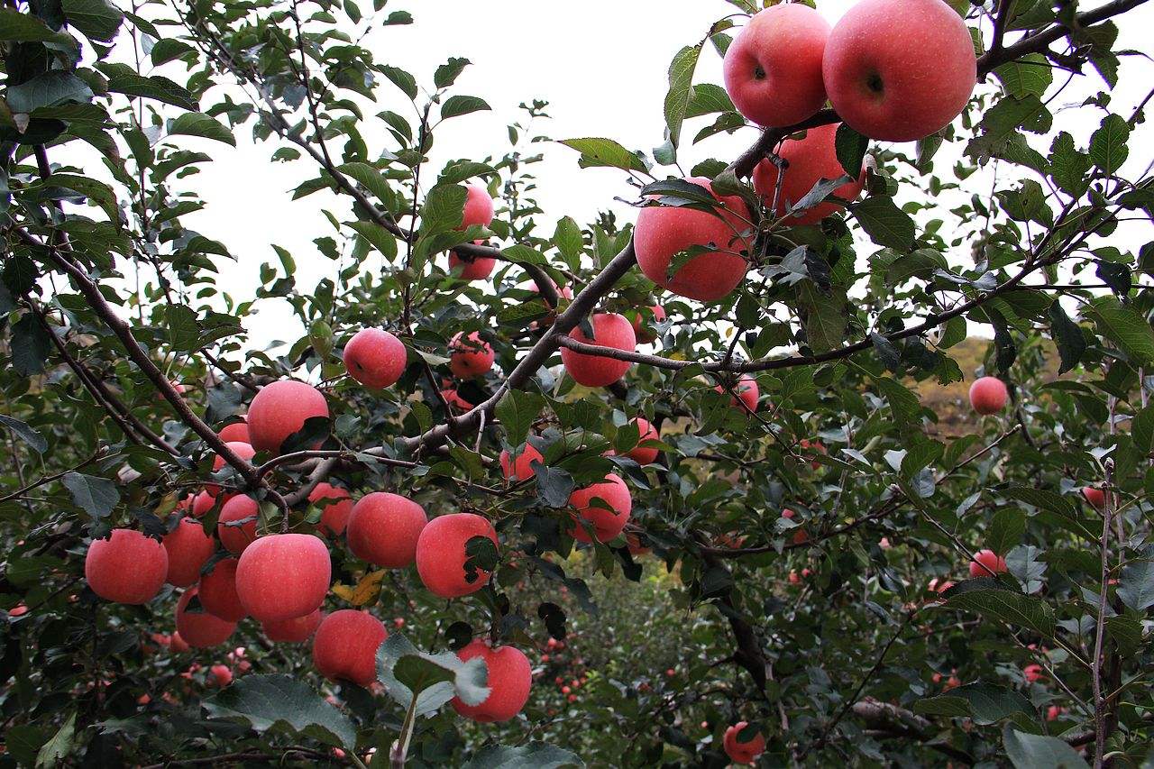 胶东苹果树新闻苹果树种植技术视频下载-第1张图片-太平洋在线下载
