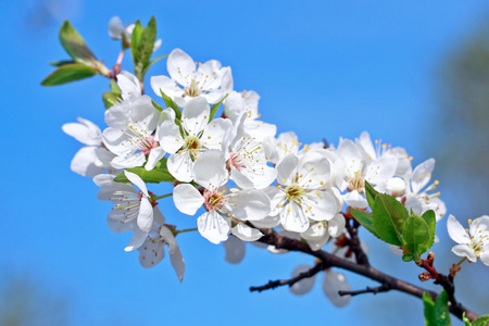 苹果版梅花视频梅花视频素材免费下载