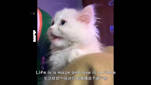 小奶猫苹果版Beta迅雷beta苹果版下载-第2张图片-太平洋在线下载