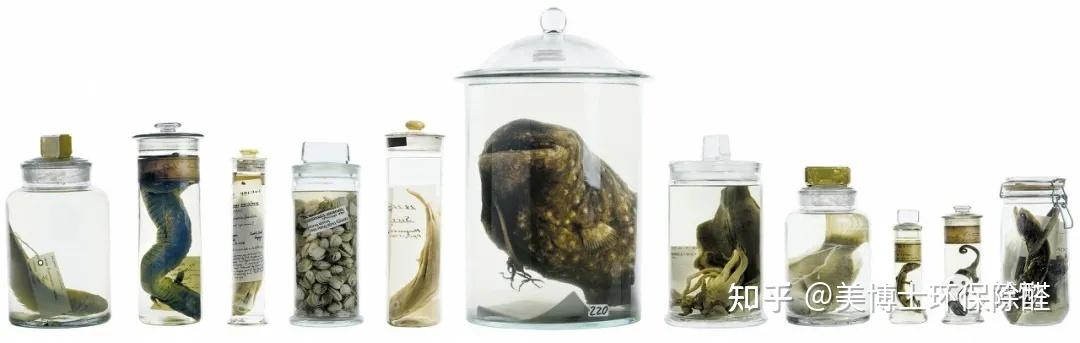 标本(汉化版)苹果版(标本采集app苹果手机)-第3张图片-QuickQ官网 标本(汉化版)苹果版(标本采集app苹果手机)-第3张图片-QuickQ官网