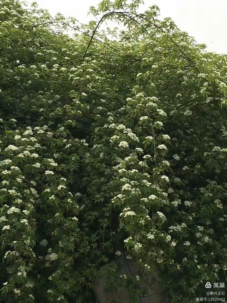 菏泽手机台官方版(菏泽电视台直播,菏泽台直播在线观看)-第4张图片-QuickQ官网 菏泽手机台官方版(菏泽电视台直播,菏泽台直播在线观看)-第4张图片-QuickQ官网