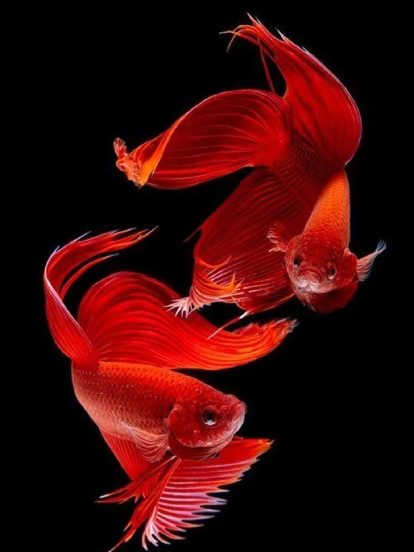 博鱼手机版官网登录(博鱼电子竞技官网app)-第5张图片-QuickQ官网