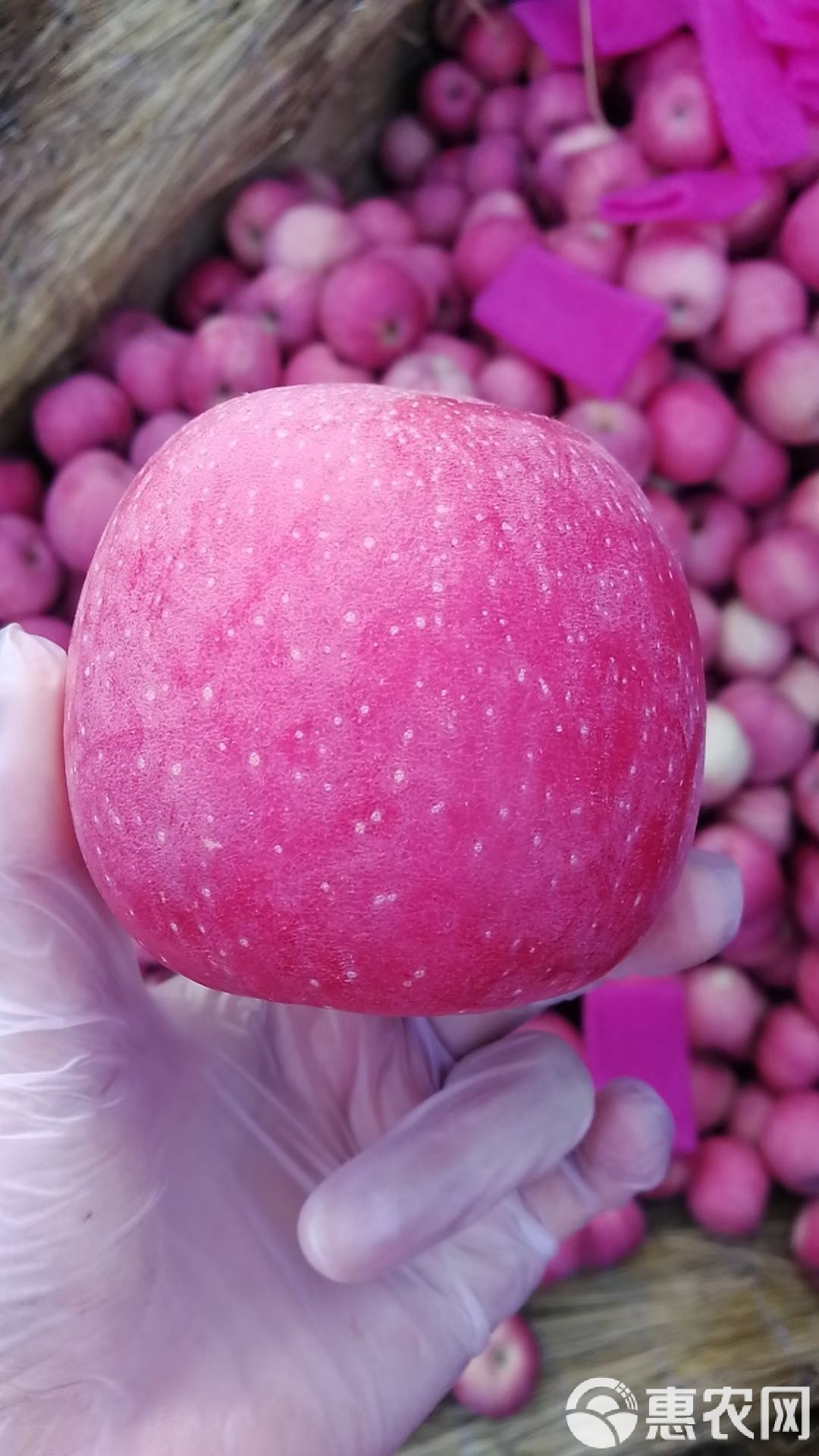 柬版苹果(柬埔寨买的苹果手机是港版)